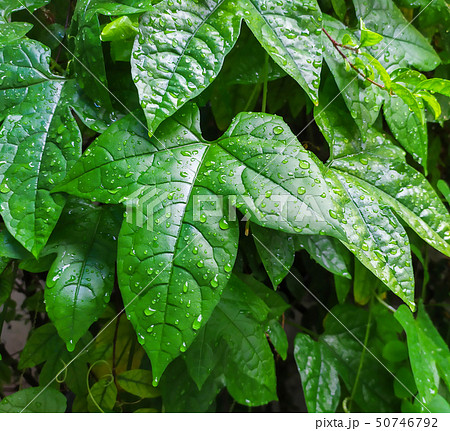leaves of baby jackfruit 50746792