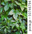 leaves of baby jackfruit 50746794
