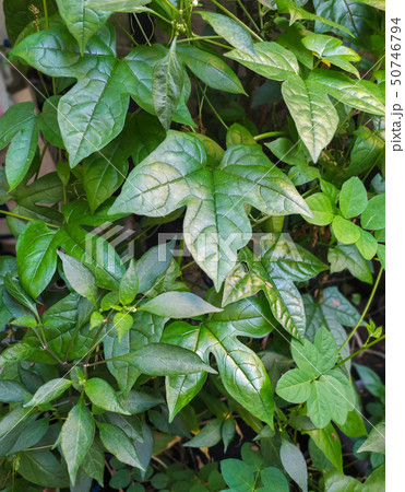 leaves of baby jackfruit 50746794