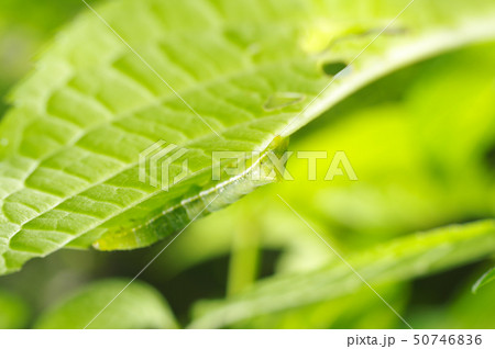 紫陽花の葉を食べる青虫 50746836