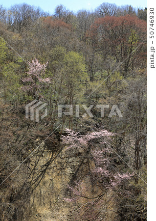 桜咲く沢沿いの春ー毘沙沢林道 福島県只見町 桜咲く沢沿いの春ー毘沙沢林道 福島県只見町 50746930
