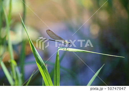 アサヒナカワトンボ 50747047