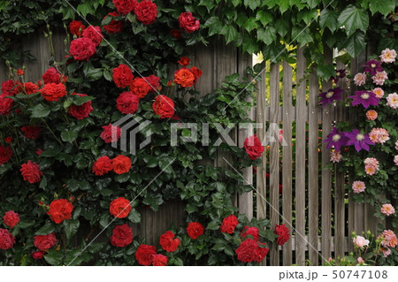 木製の柵を覆った赤い薔薇 50747108