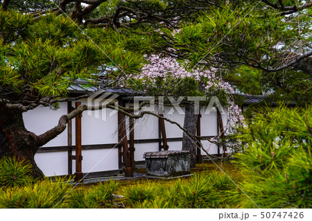 京都御所(kyoto imperial palace) 井戸と桜と松 50747426