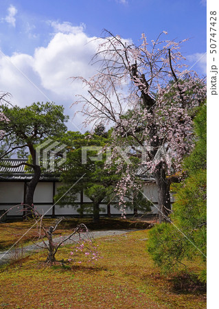 京都御所(kyoto imperial palace)  桜と松 50747428