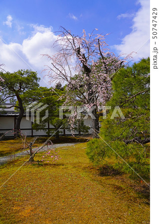 京都御所(kyoto imperial palace) 桜と松 京都御所(kyoto imperial palace) 桜と松 50747429