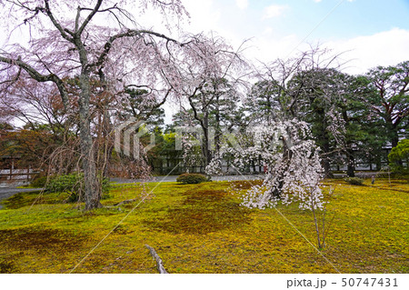 京都御所(kyoto imperial palace)  桜と松 50747431