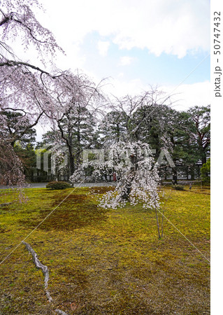 京都御所(kyoto imperial palace) 桜と松 京都御所(kyoto imperial palace) 桜と松 50747432