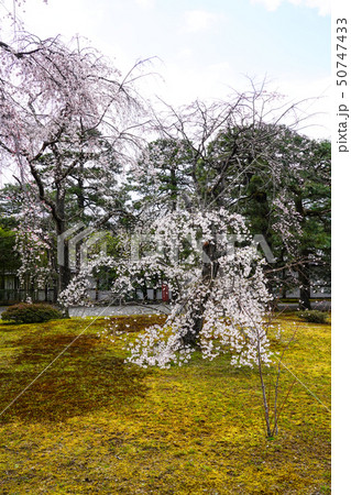 京都御所(kyoto imperial palace) 桜と松 京都御所(kyoto imperial palace) 桜と松 50747433