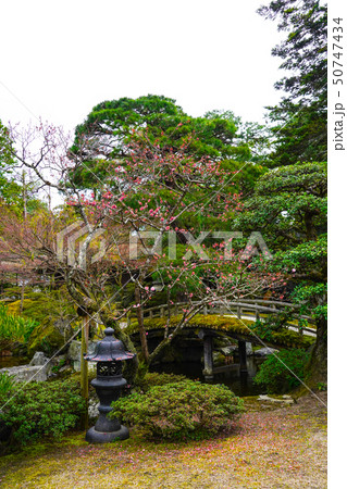 京都御所(kyoto imperial palace) 御内庭 京都御所(kyoto imperial palace) 御内庭 50747434