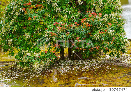 京都御所 (kyoto imperial palace) 御内庭のアセビ 50747474