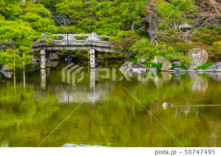 京都御所 (kyoto imperial palace) 御池庭を泳ぐ鴨 50747495