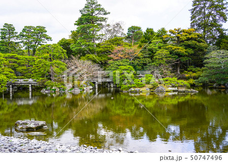 京都御所 (kyoto imperial palace) 御池庭を泳ぐ鴨 京都御所 (kyoto imperial palace) 御池庭を泳ぐ鴨 50747496