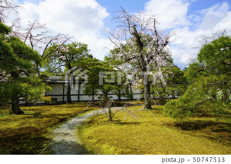 京都御所 (kyoto imperial palace) 桜と松 京都御所 (kyoto imperial palace) 桜と松 50747513