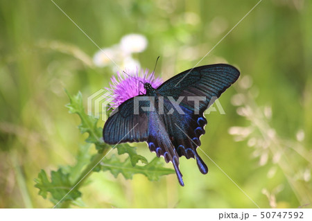 カラスアゲハ カラスアゲハ 50747592