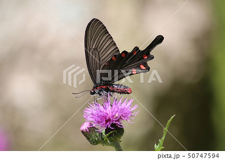 ジャコウアゲハ 50747594