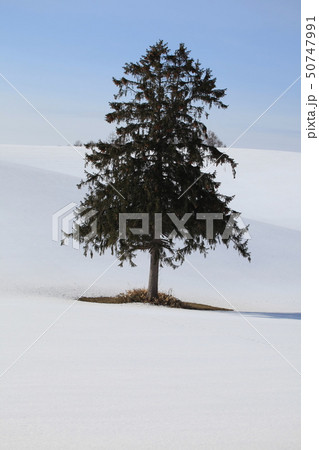 一本の木_富良野 一本の木_富良野 50747991
