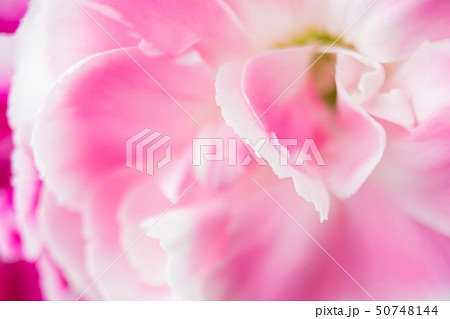 花びら　テクスチャー 50748144