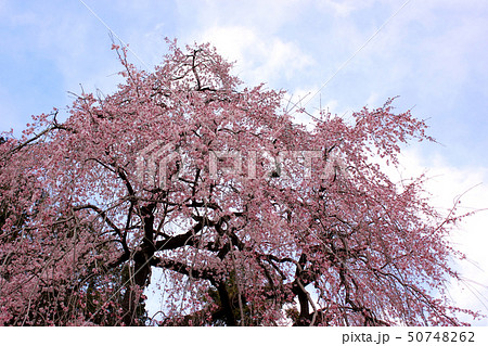 満開間近の梅岩寺のシダレザクラ(1) 50748262