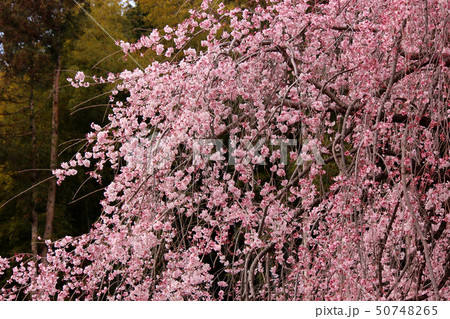 満開直前の枝垂桜の花びら(2) 満開直前の枝垂桜の花びら(2) 50748265