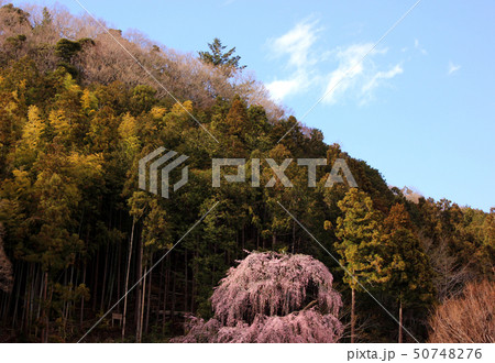 満開間近の梅岩寺のシダレザクラ(8) 50748276