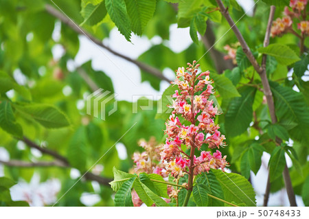 ピンクのベニバナトチノキの花 ピンクのベニバナトチノキの花 50748433