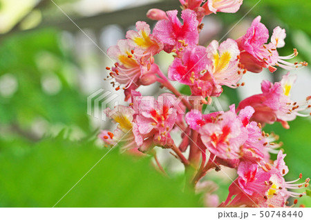 ピンクのベニバナトチノキの花の写真素材