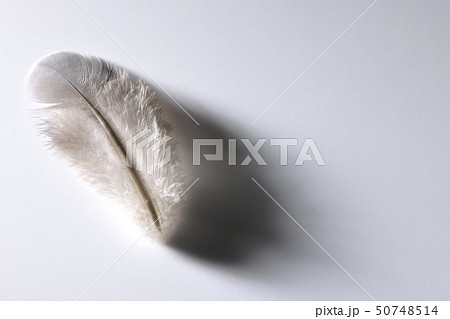 鳥の羽 50748514