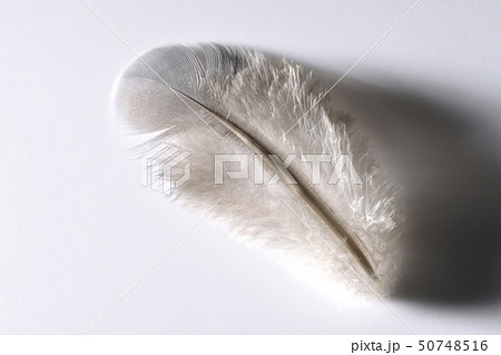 鳥の羽 50748516
