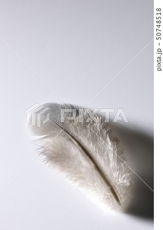 鳥の羽 鳥の羽 50748518