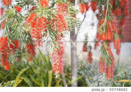 キンポウジュ キンポウジュ 50748682