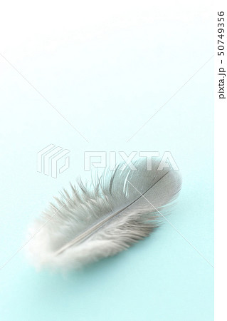 羽根 50749356