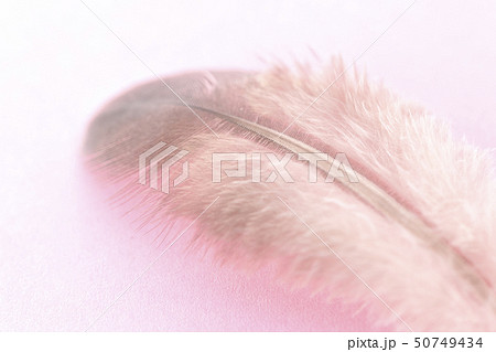羽根 羽根 50749434
