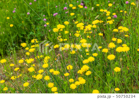 春の野の花　ブタナ 50750234