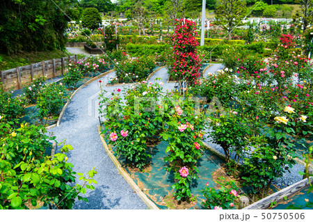 神奈川県 生田緑地ばら苑 50750506