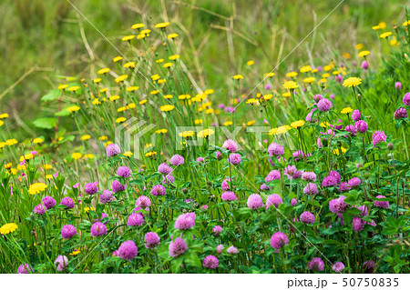 春の野花　紫爪草とブタナ 50750835