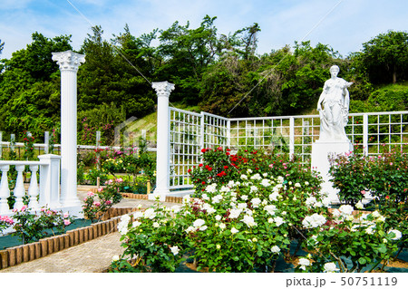 神奈川県 生田緑地ばら苑 神奈川県 生田緑地ばら苑 50751119