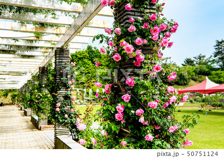 神奈川県 生田緑地ばら苑 50751124