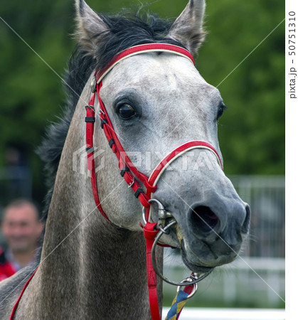 Portrait of a beautiful arab horse. Portrait of a beautiful arab horse. 50751310
