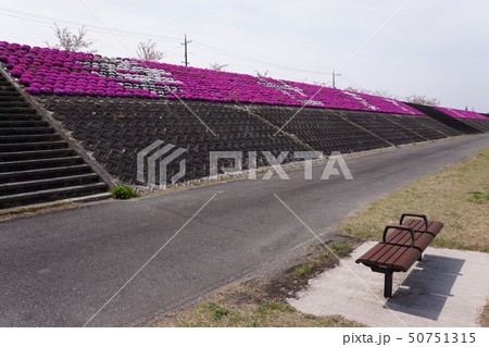 佐波川・芝桜「幸せます」 50751315