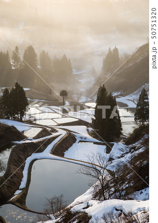 新潟県長岡市山古志　残雪の棚田と養鯉池／朝焼けに染まる霧の風景 50751320