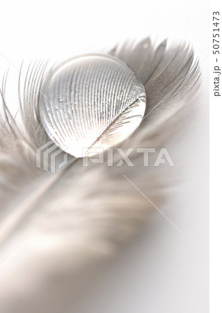 羽根と水 50751473