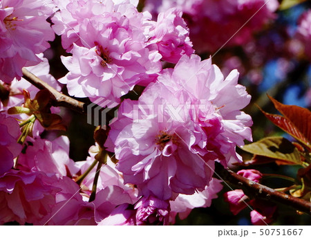 八重桜 アツプ 八重桜 アツプ 50751667