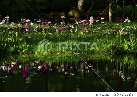 中禅寺湖千手ヶ浜の群生地の川面に倒影するクリンソウの花 50751935