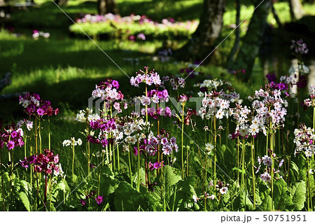中禅寺湖千手ヶ浜の花咲くクリンソウ群生地 50751951
