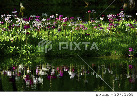 中禅寺湖千手ヶ浜の群生地の川面に倒影するクリンソウの花 50751959