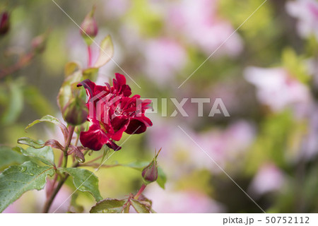 バラ　レッド レディ ラッフル 50752112