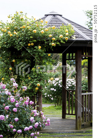 バラ園の風景 50752115