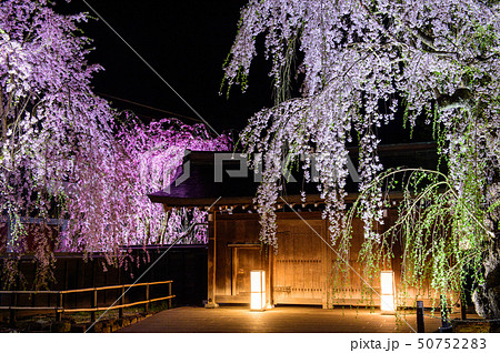 角館 夜桜 秋田県 角館 夜桜 秋田県 50752283