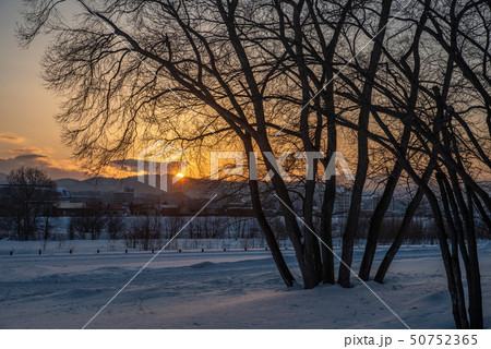 Sunset on snow and tree Sunset on snow and tree 50752365